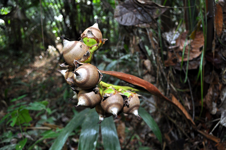 A palha preta (Attalea racemosa) é uma palmeira amazônica comum no Parque Nacional do Jaú. Foto: Carlos Durigan