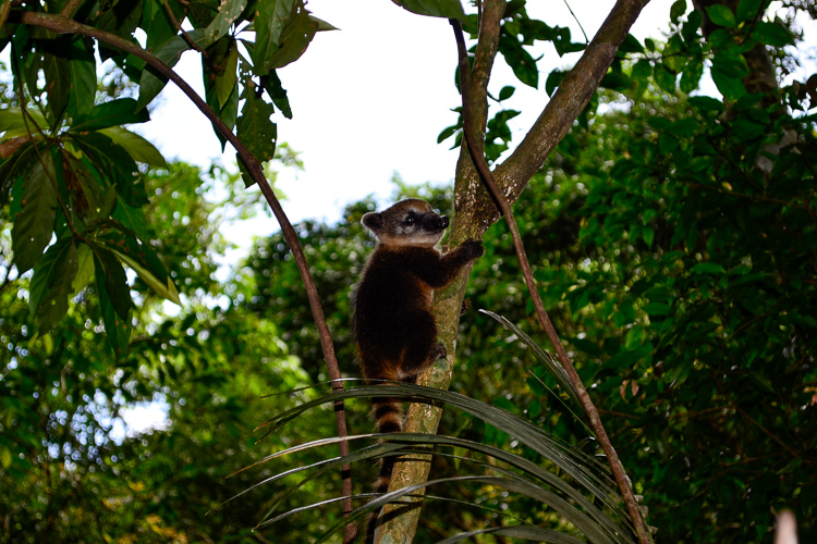 Filhote de quati subindo em uma palmeira depois de se separar do grupo. Parque Nacional da Tijuca. Foto: Peterson de Almeida