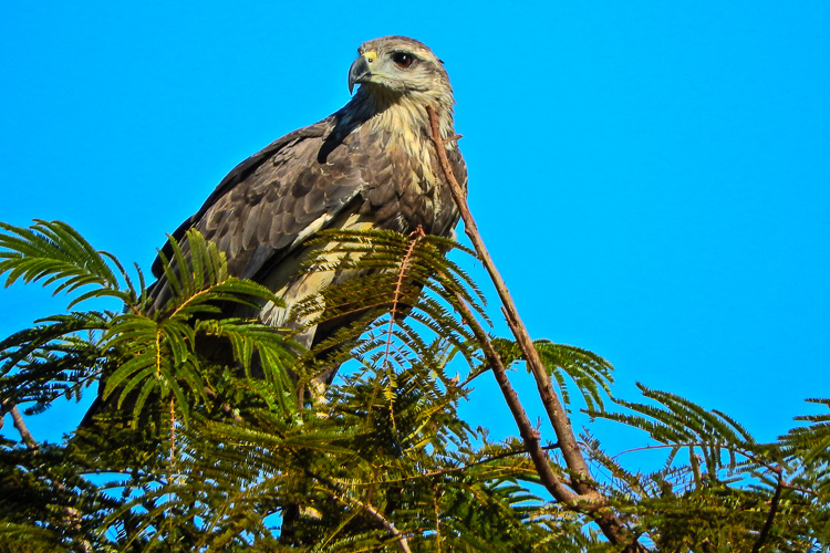 Uma águia-cinzenta. A ave observa com atenção os arredores do topo de uma árvore no Parque Nacional das Emas. Foto: Ana Luzia Cunha/WikiParques