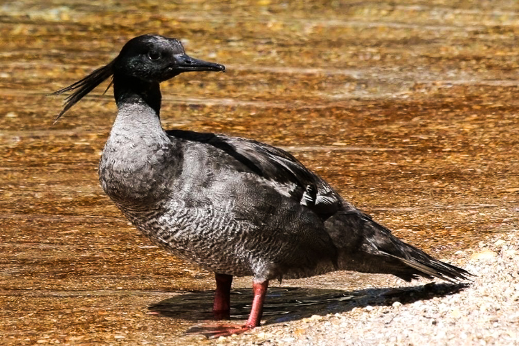 Pato-mergulhão, uma das espécies de aves criticamente ameaçada de extinção que pode ser encontrada na Serra da Canastra. Foto: Sávio Freire/Wikimedia