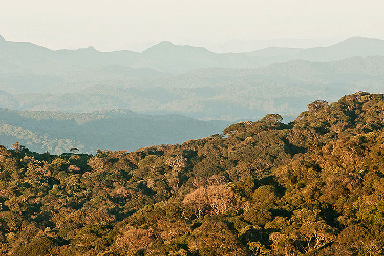 PE Serra do Mar_Heris Rocha (Wkps)