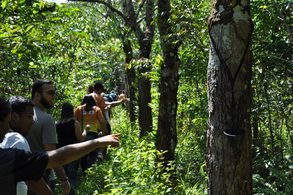 Trilhas mapeadas e sinalizadas para contemplação da fauna e flora amazônica em meio a seringais e áreas de várzea e terra firme. Existem condutores de visitantes que residem dentro da UC devidamente capacitado pela Secretaria de Estado de Turismo em uma parceria com o Ideflorbio. Foto: Julio Cesar Meyer Junior