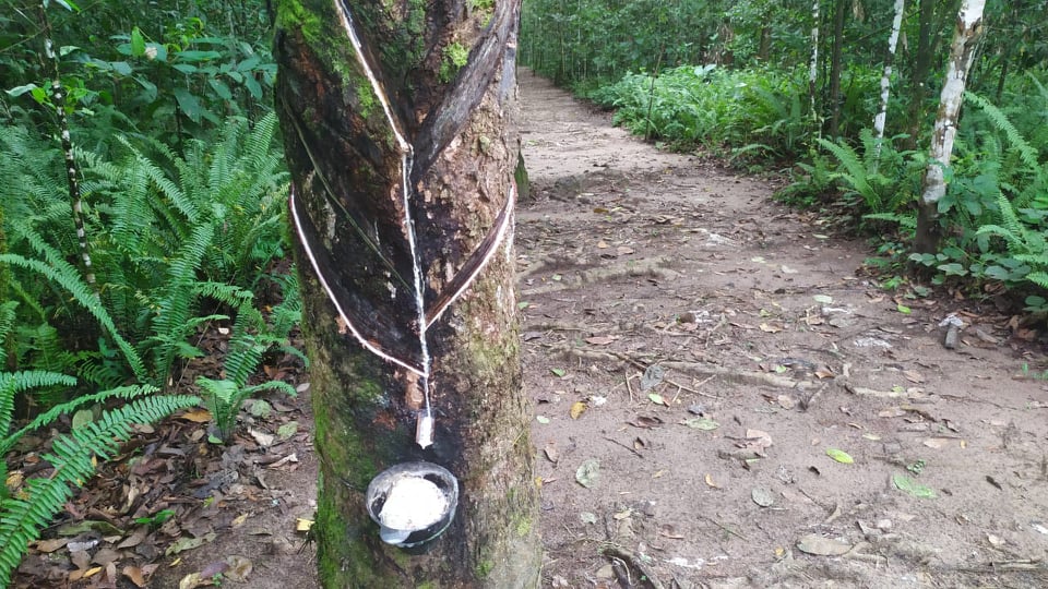  Refúgio de Vida Silvestre Metrópole da Amazônia. Foto: Ideflorbio 