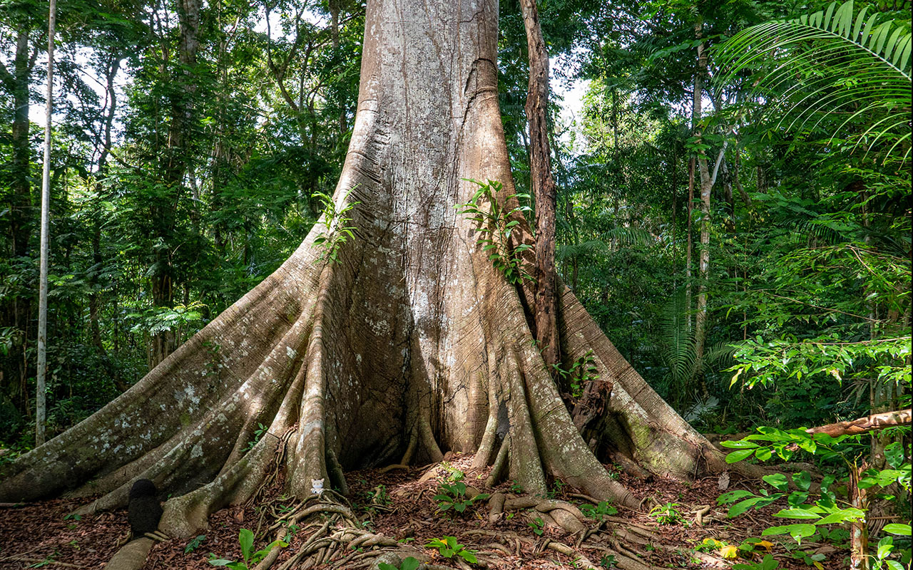 O Parque Nacional do Jaú abriga árvores que testemunharam muitas histórias. Sumaúma da Enseada. Foto: Josângela Jesus/ICMBio