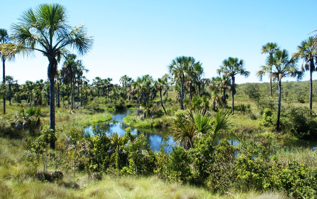 O primeiro episódio do “Te conto de um parque” fala do  Parque Nacional Grande Sertão Veredas. Foto: Parque Nacional Grande Sertão Veredas / ©Thpelin_CC BY-SA 3.0