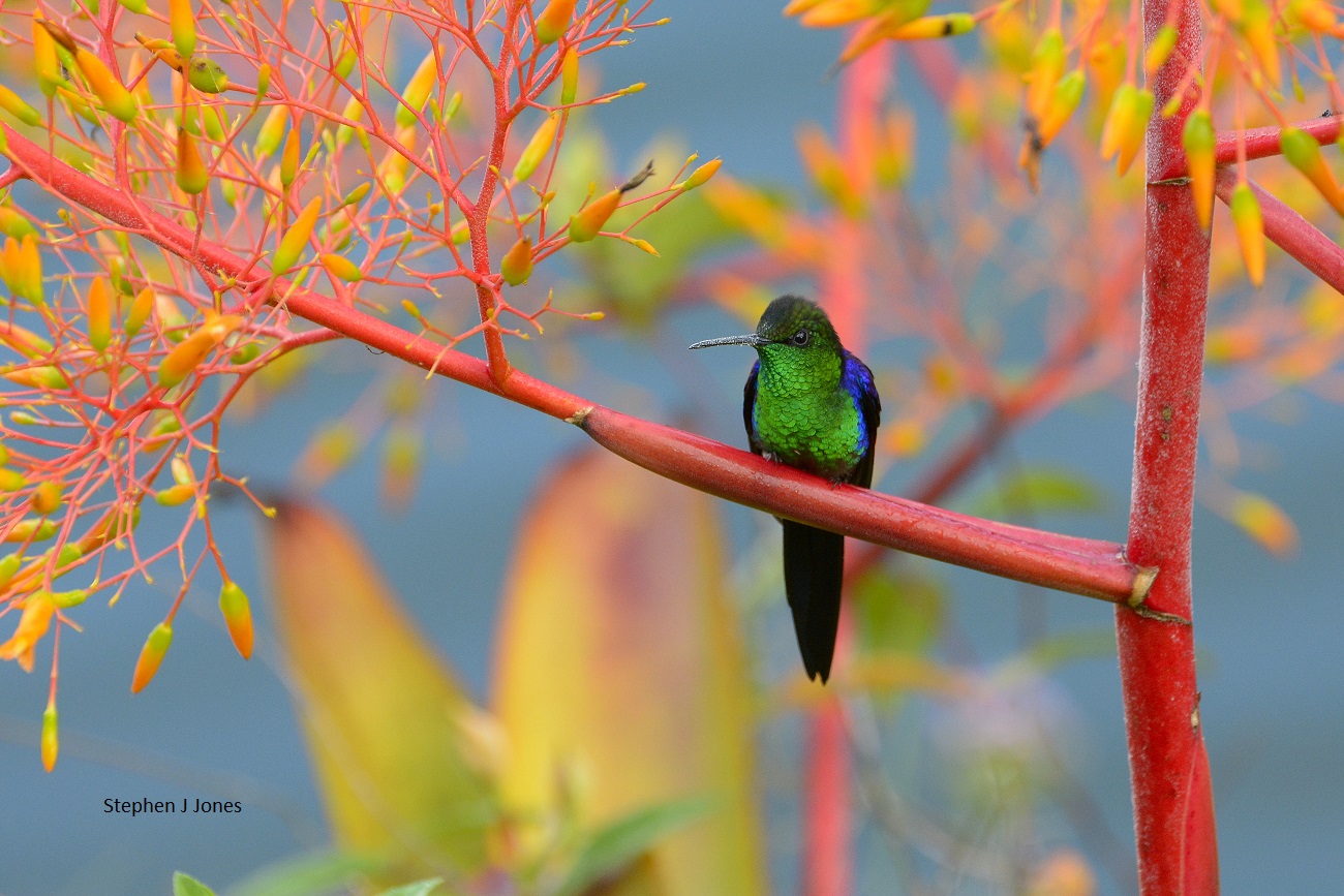 Corredores Florestais Para Salvar As Aves Nordestinas Raras Wikiparques