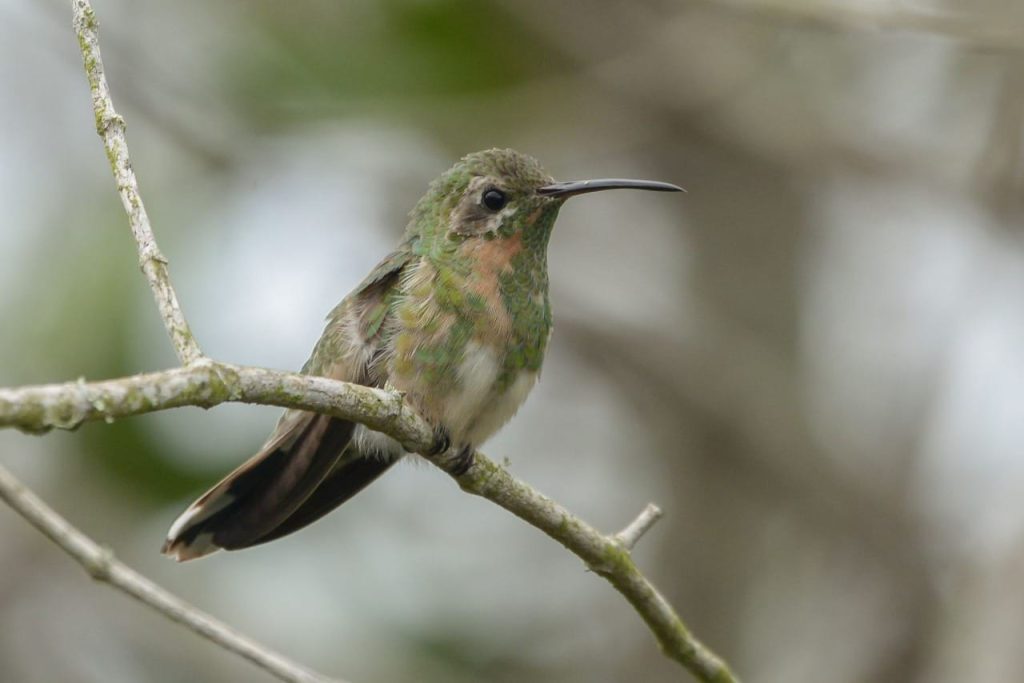 Beija-flor-de-bico-curvo (Polytmus guainumbi). Foto: Guilherme Serpa